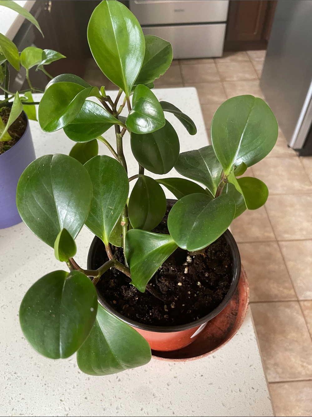Peperomia obtusifolia - Glossy Green Peperomia Plant